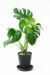 モンステラ セラアート 6号鉢 観葉植物