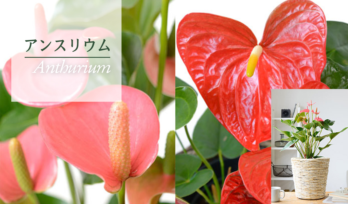アンスリウム