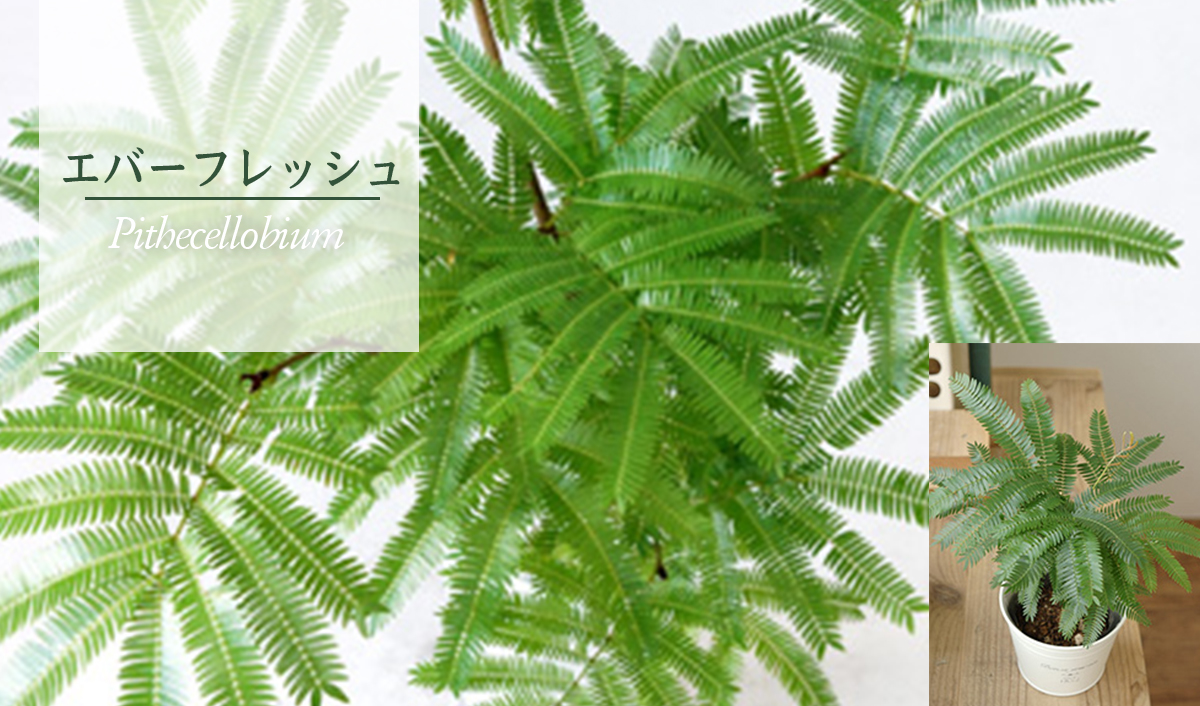 エバーフレッシュ