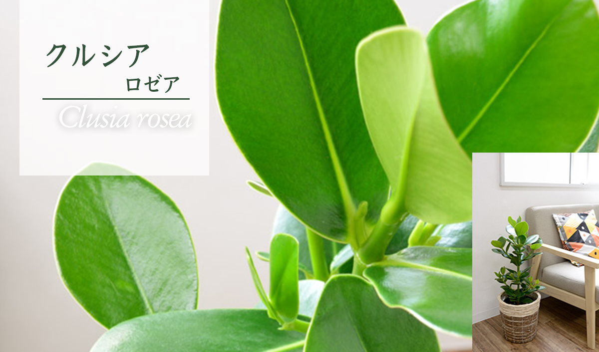 クルシア・ロゼア