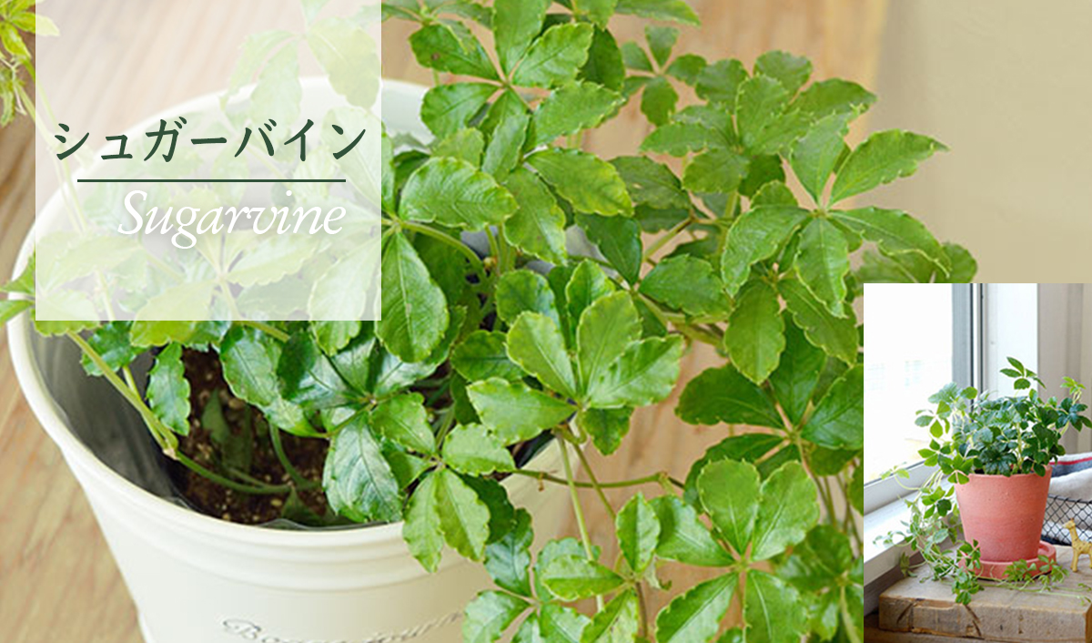 シュガーバイン