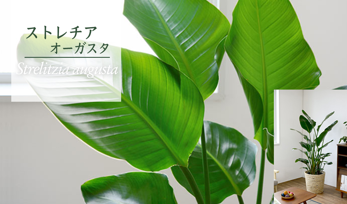 ストレチア オーガスタ