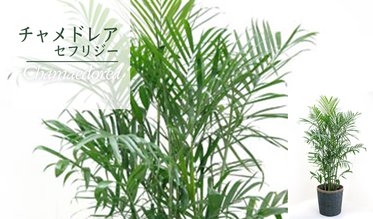 チャメドレア・セフリジー