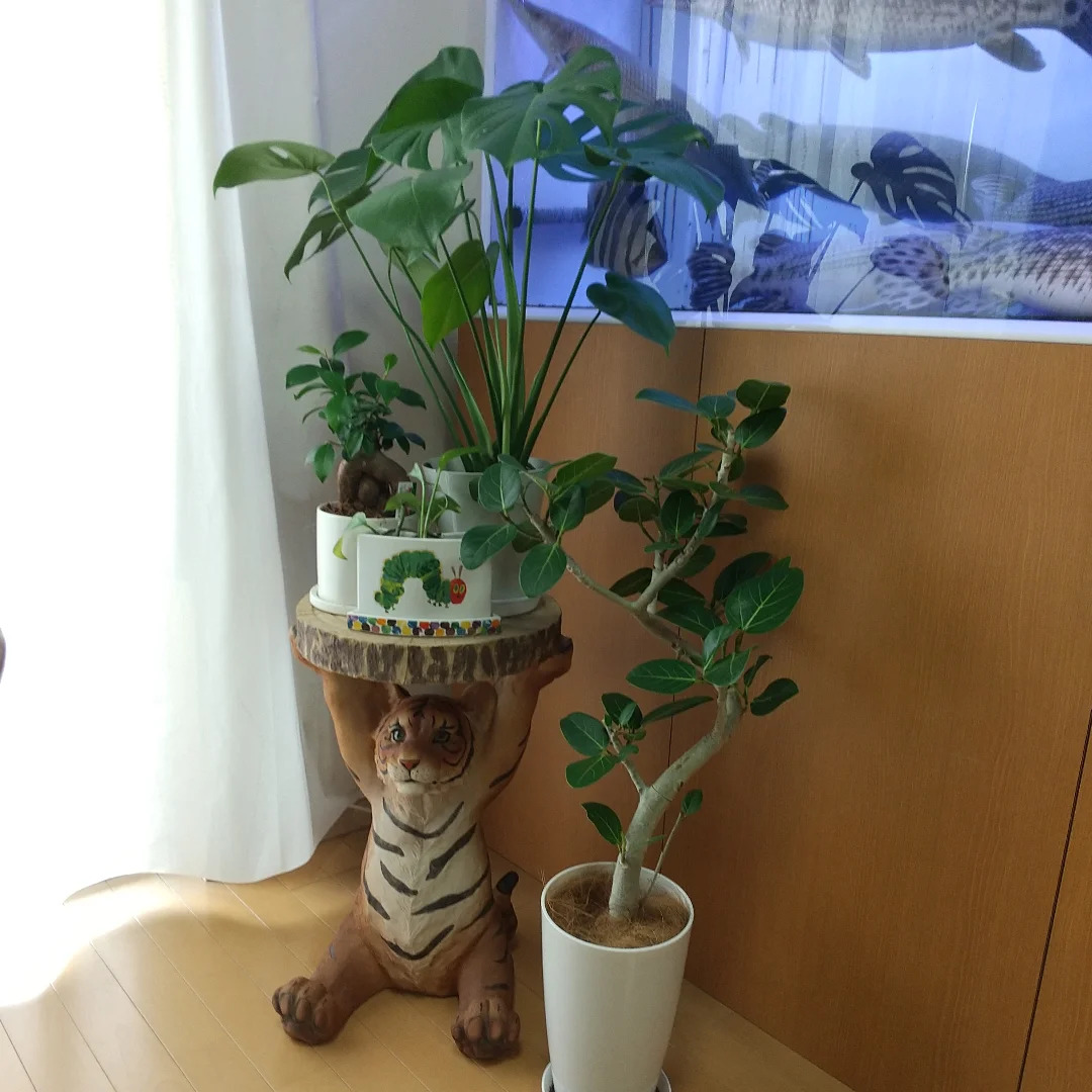 Instagramお客様の観葉植物設置例ご紹介