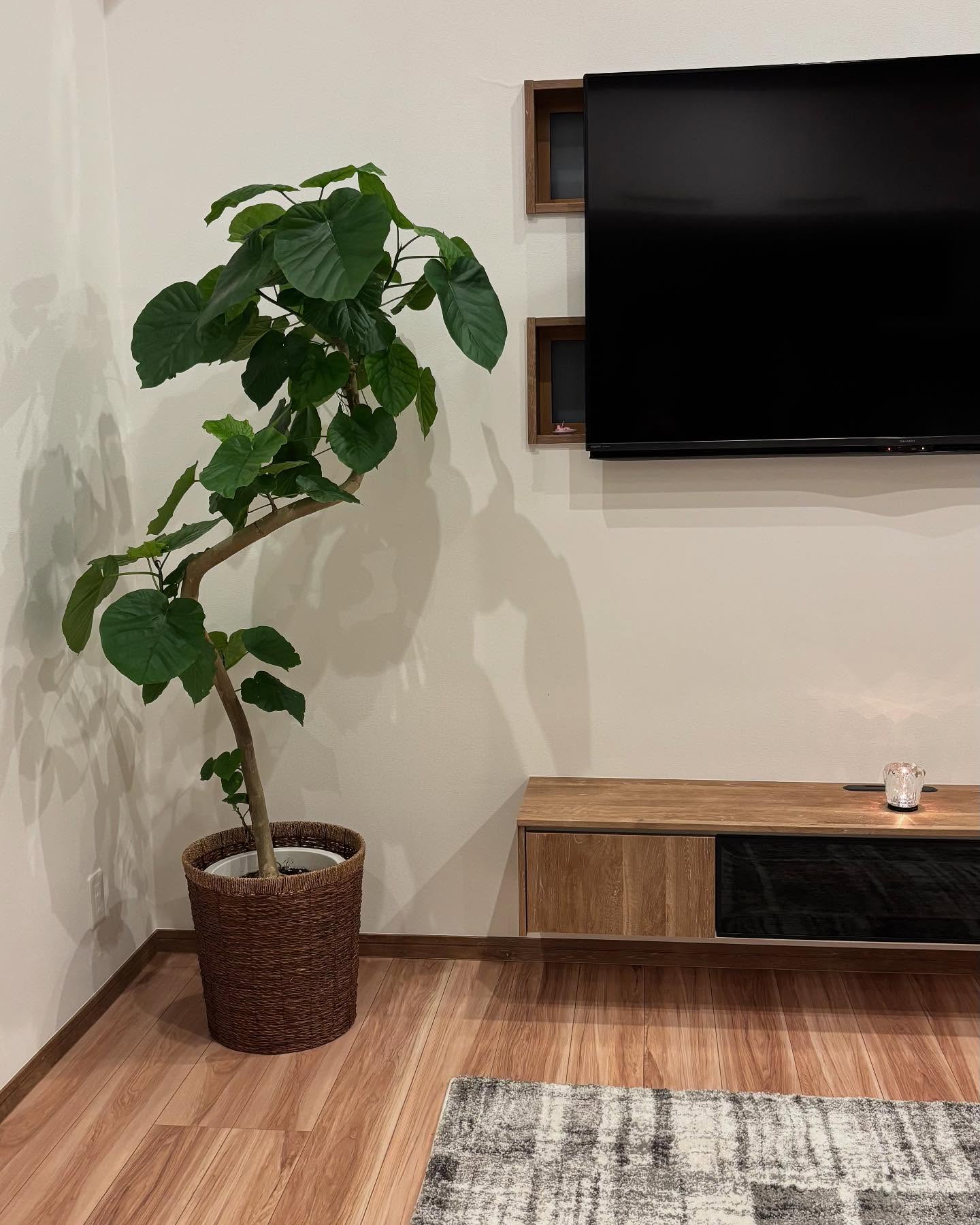 Instagramお客様の観葉植物設置例ご紹介