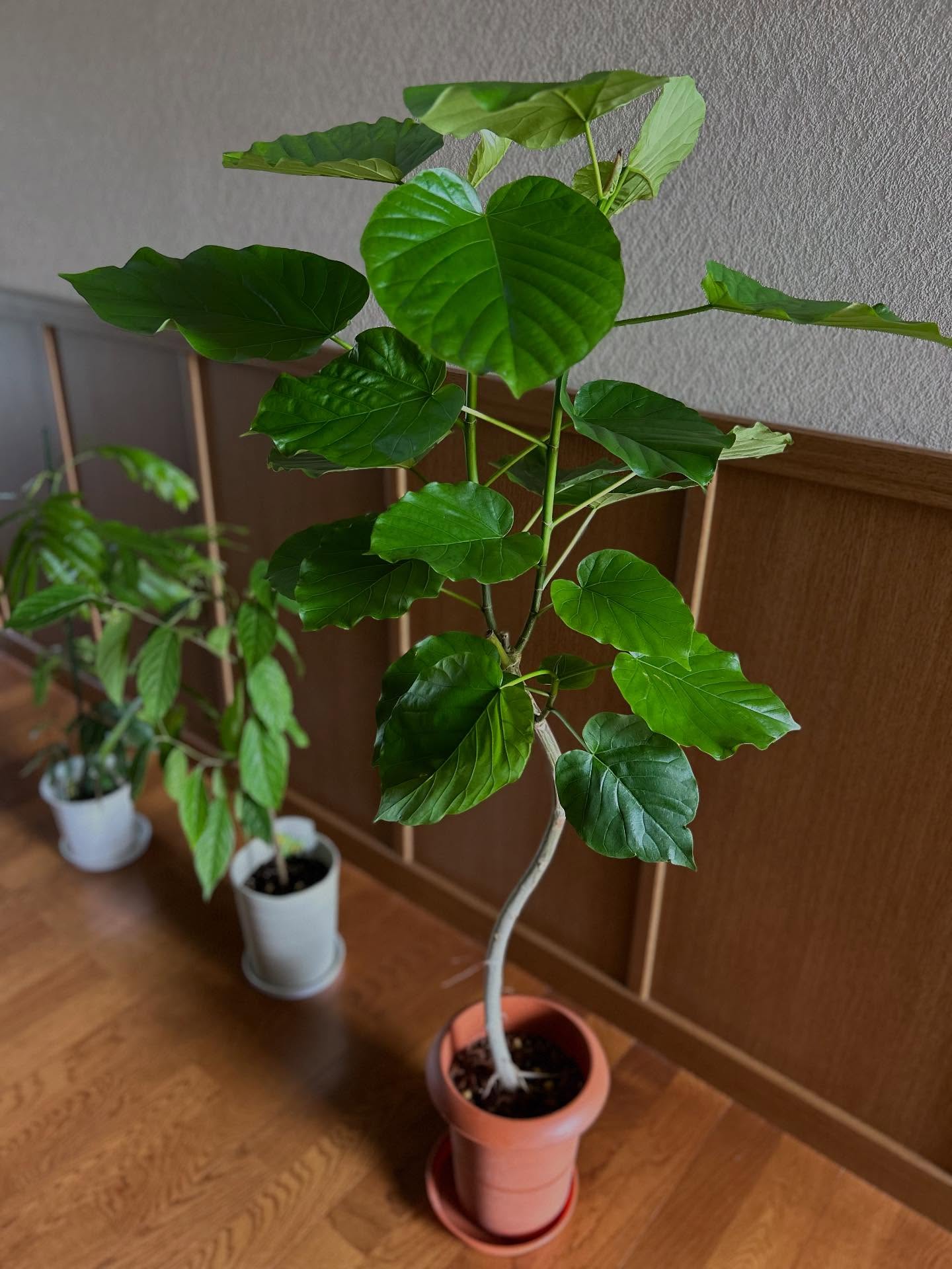 Instagramお客様の観葉植物設置例ご紹介