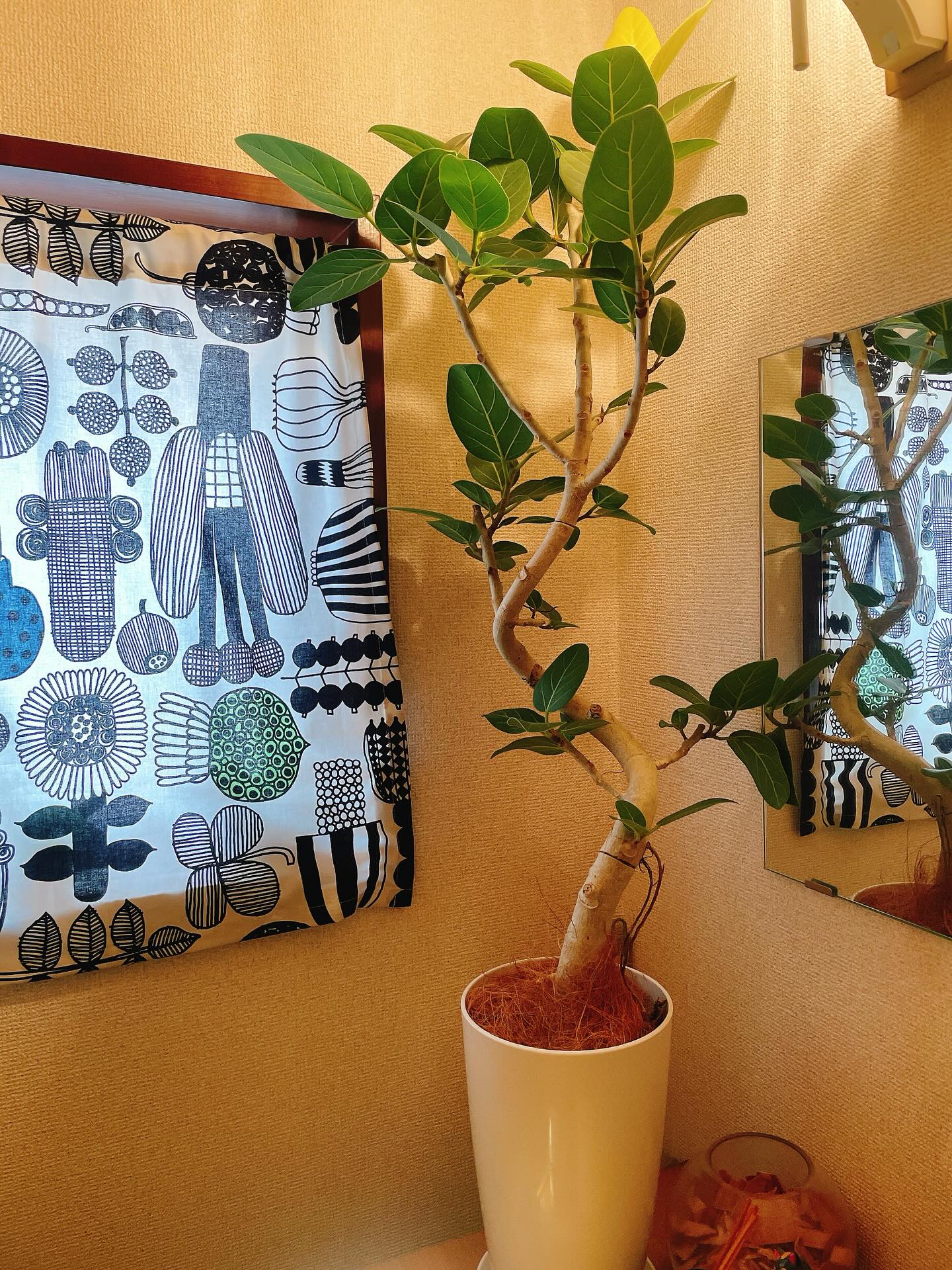 Instagramお客様の観葉植物設置例ご紹介