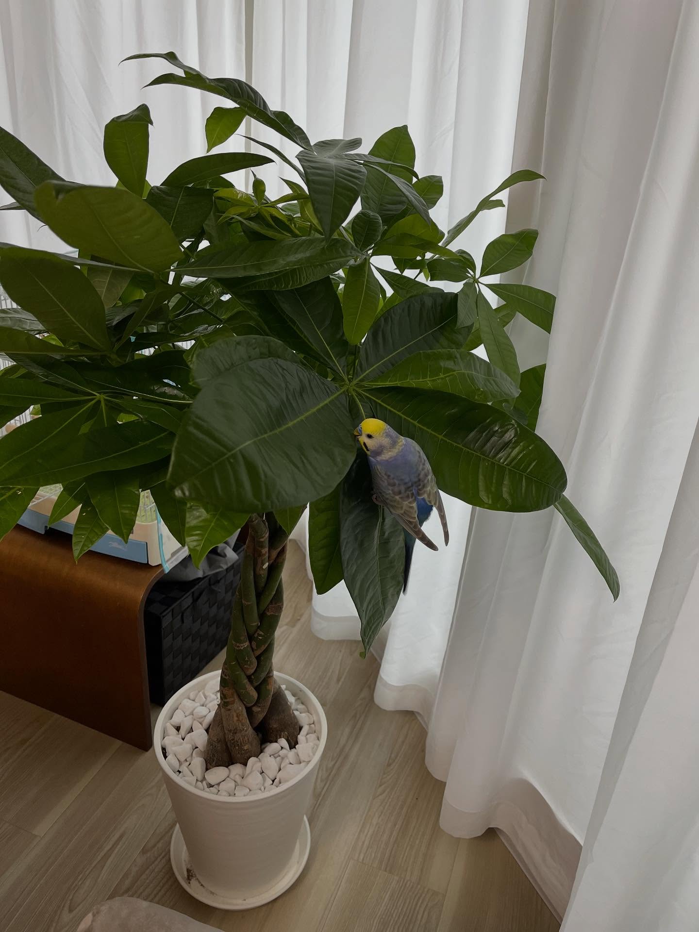 Instagramお客様の観葉植物設置例ご紹介