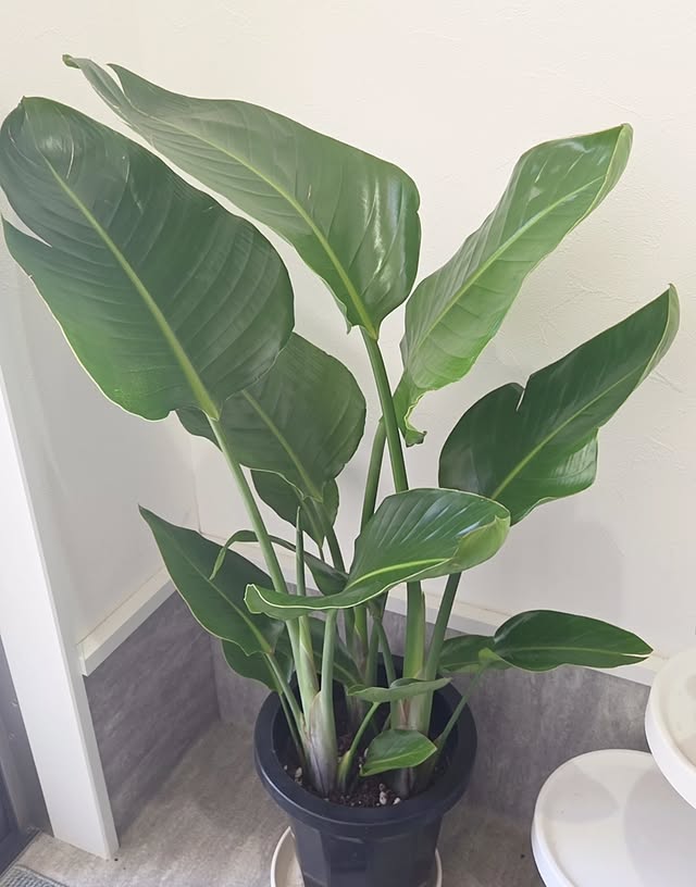 Instagramお客様の観葉植物設置例ご紹介