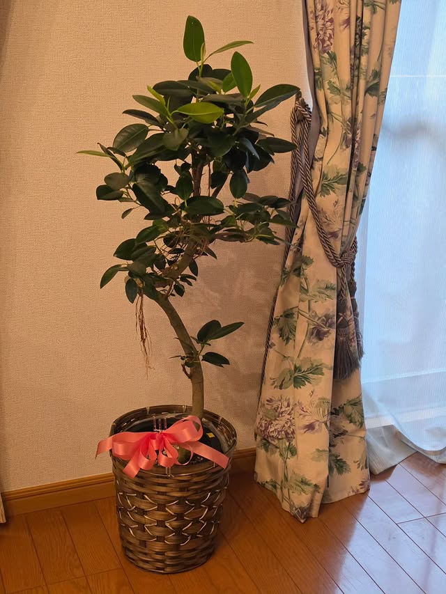 Instagramお客様の観葉植物設置例ご紹介