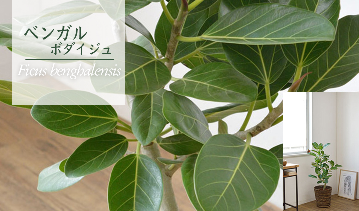 ベンガレンシス（ベンガルボダイジュ）