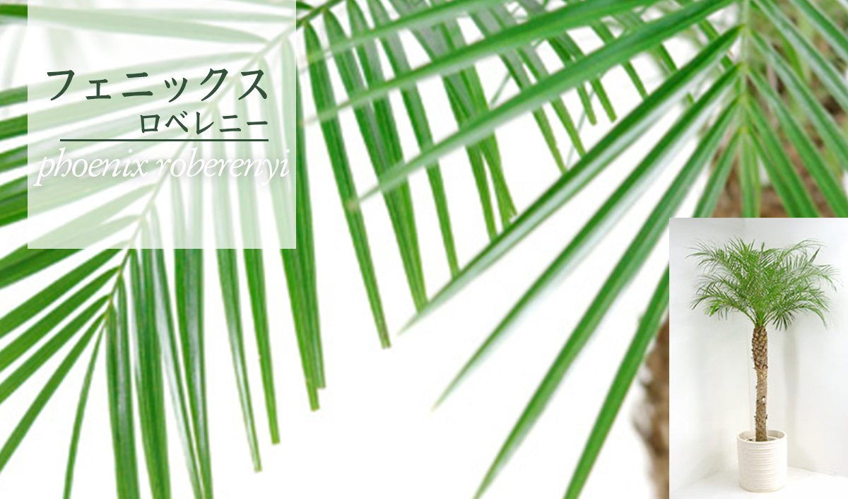 フェニックス・ロベレニーの魅力