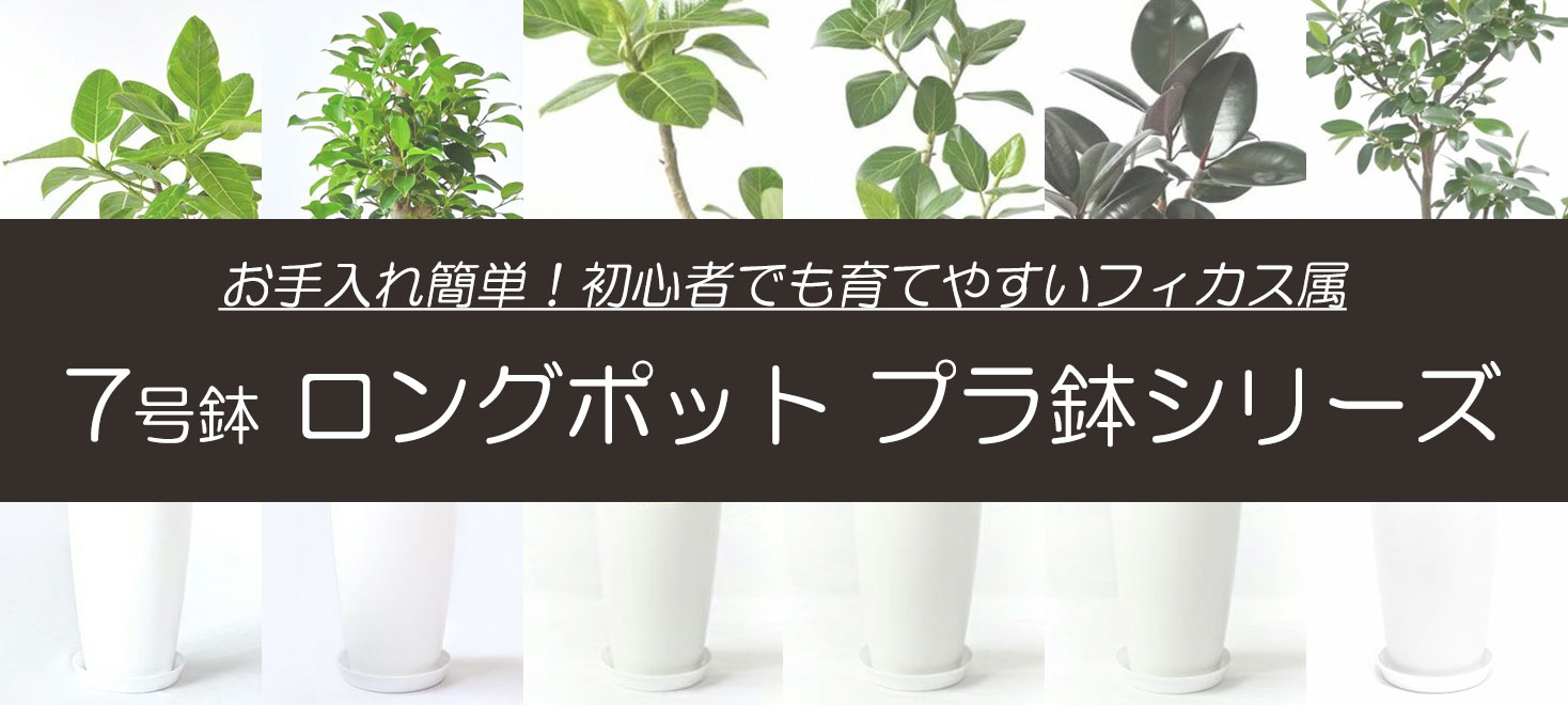 7号鉢 ロングポット プラ鉢