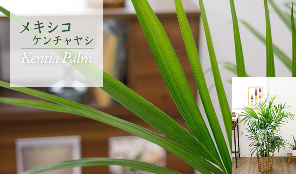 メキシコケンチャヤシの魅力