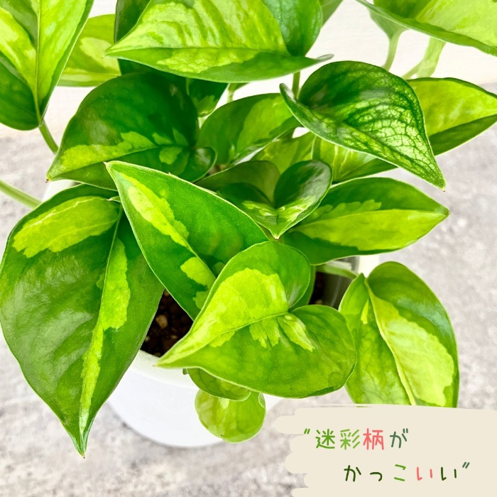 ポトス・グローバルグリーン