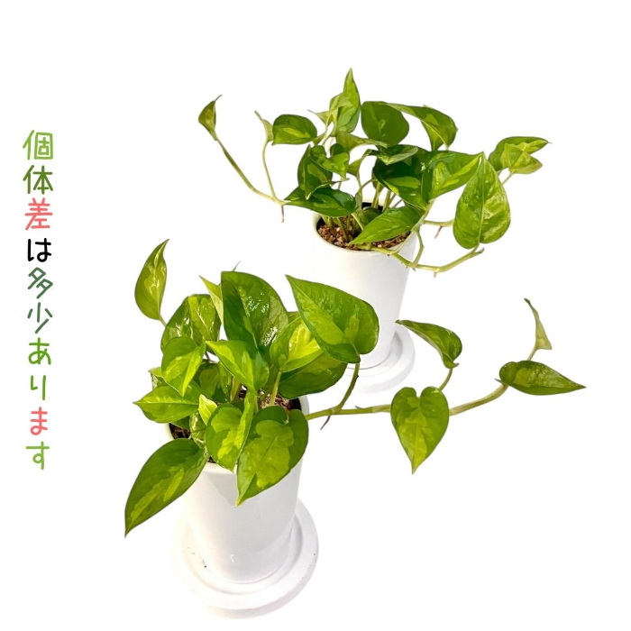 ポトス・グローバルグリーン