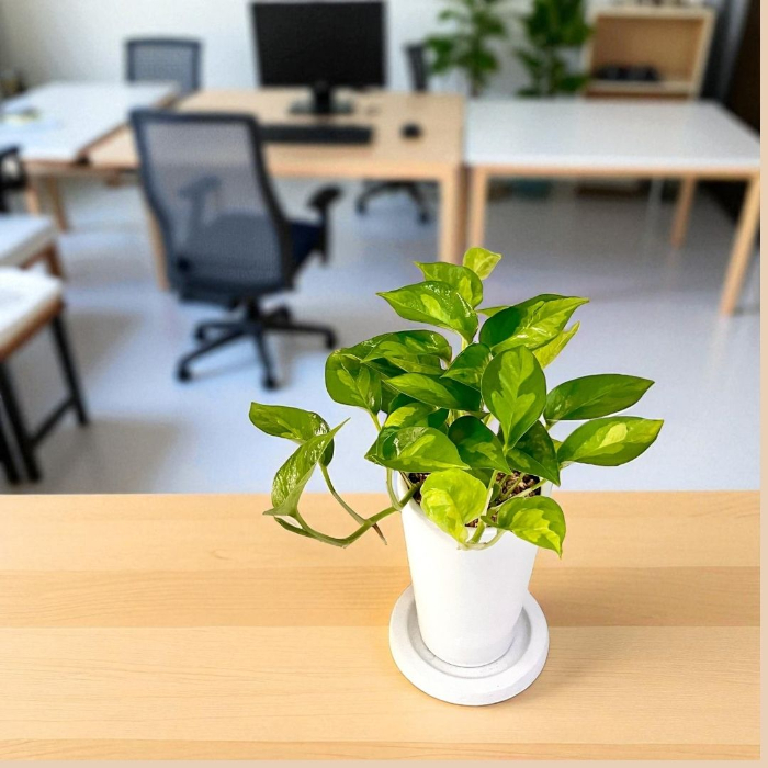 ポトス・グローバルグリーン