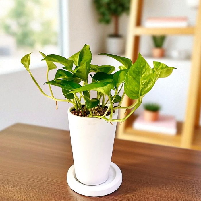 ポトス・グローバルグリーン