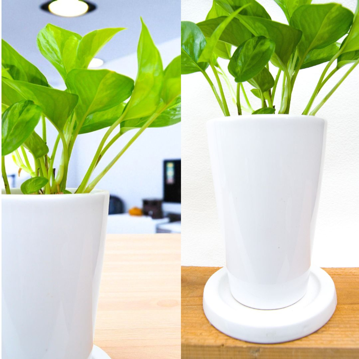 ポトス・グローバルグリーン