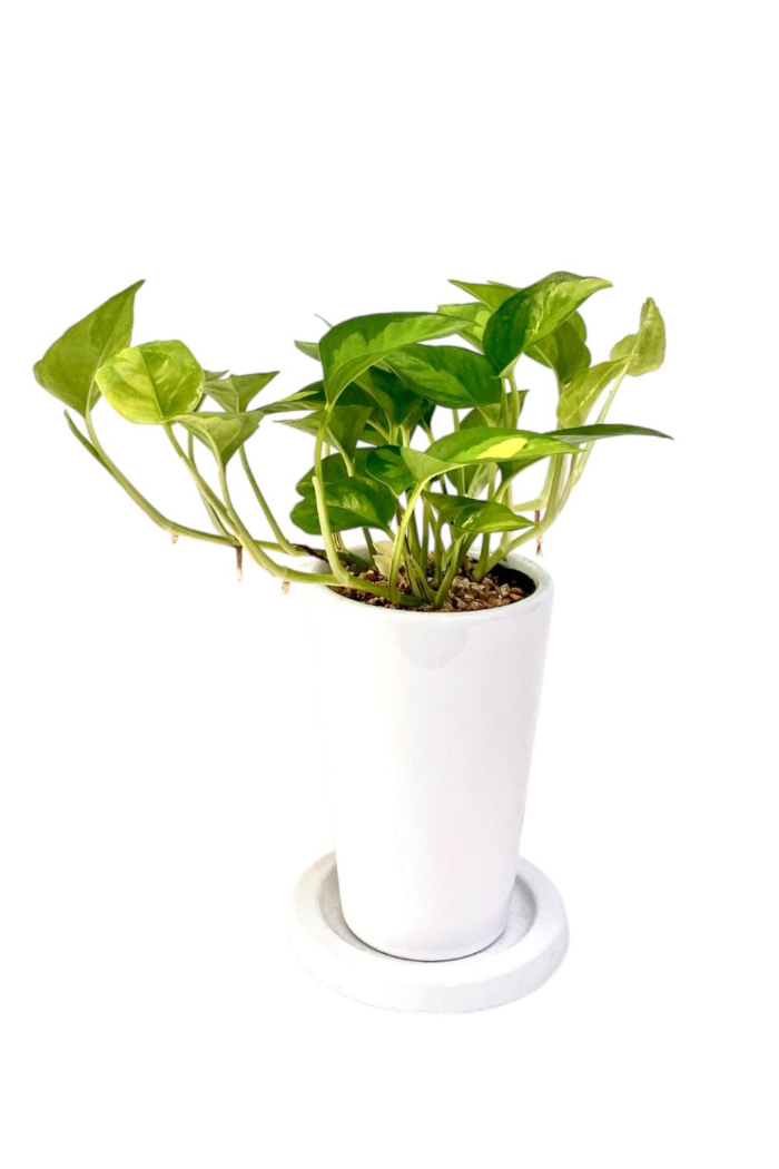 ポトス・グローバルグリーン