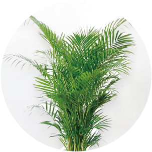 アレカヤシ 通販 【観葉植物の専門店 彩植健美】