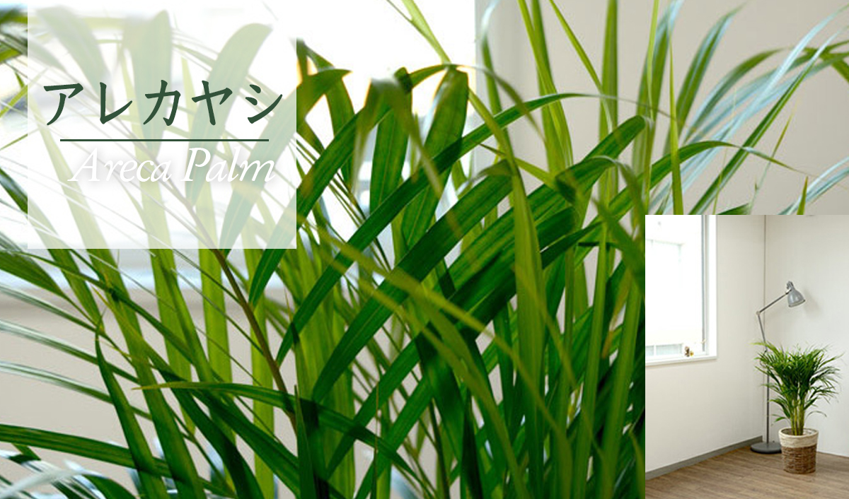 アレカヤシ