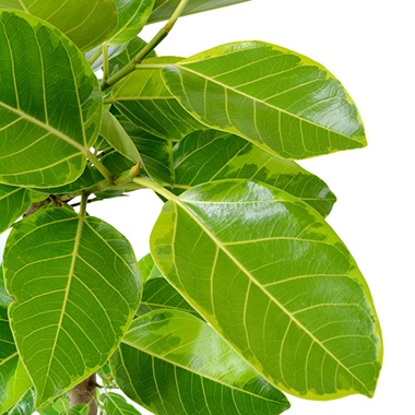 フィカス・アルテシーマ