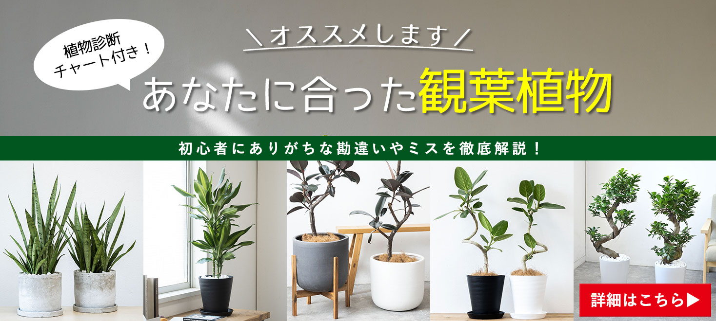 あなたに合った観葉植物
