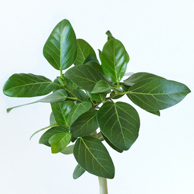 ベンガレンシス（ベンガルボダイジュ）