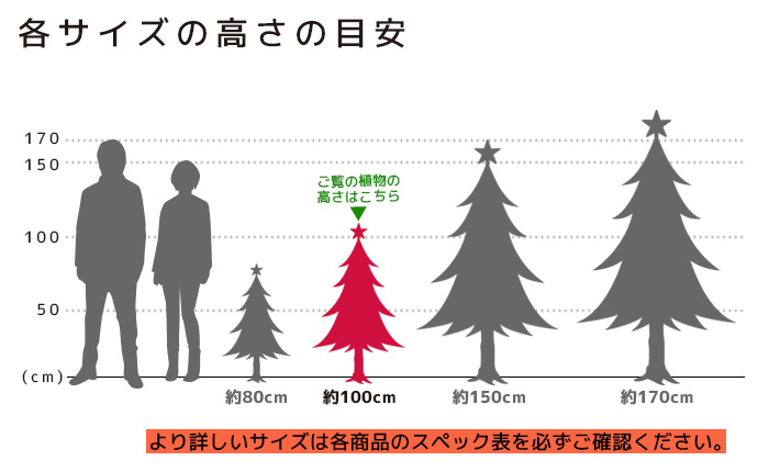 もみの木 高さの目安（100cm）