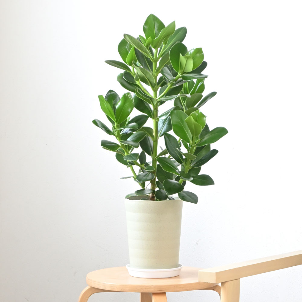 クルシア・ロゼア