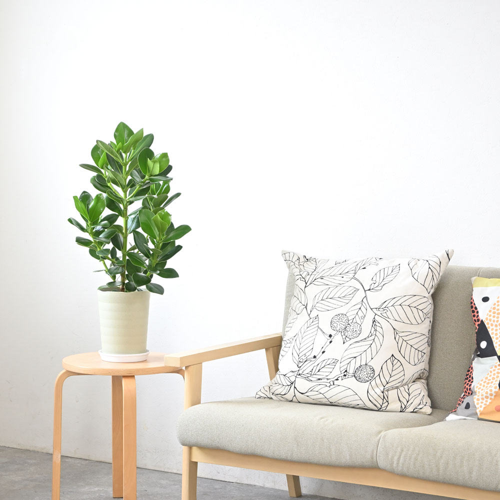 クルシア・ロゼア