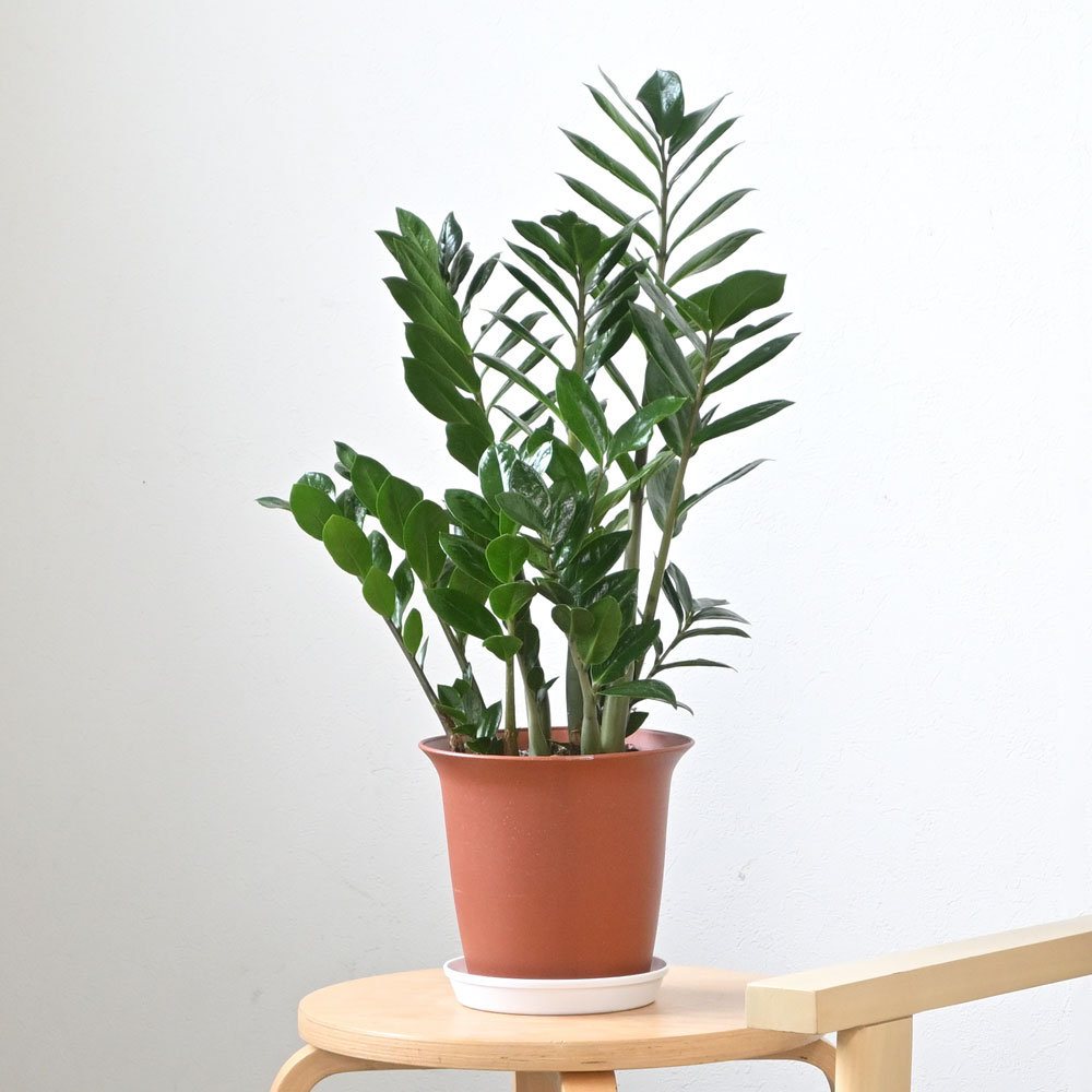 ザミオクルカス