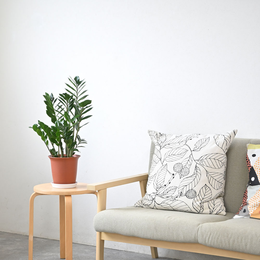 ザミオクルカス