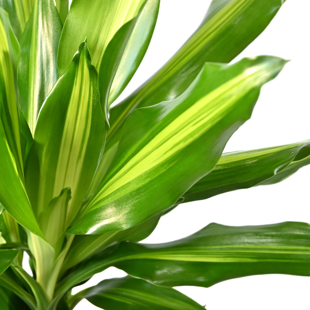 ドラセナ・ジェレ