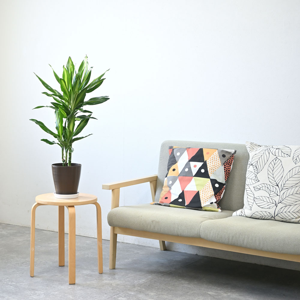 ドラセナ・ジェレ