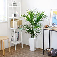 メキシコケンチャヤシ