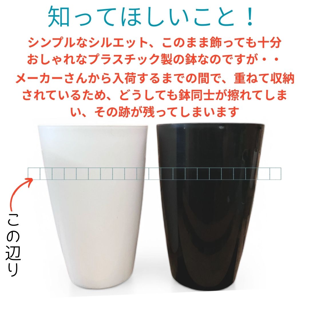 ベンガルボダイジュ