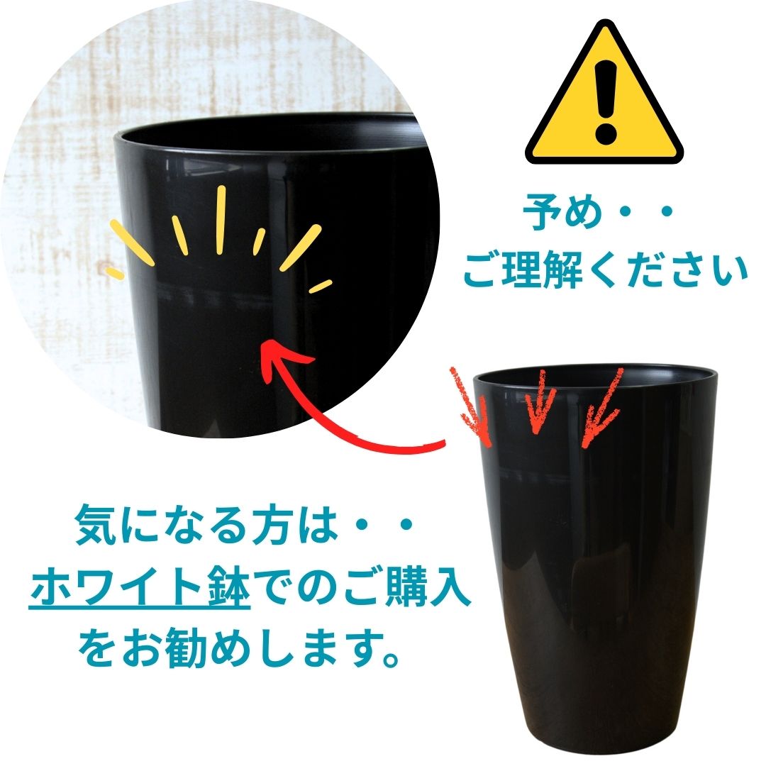 ベンガルボダイジュ