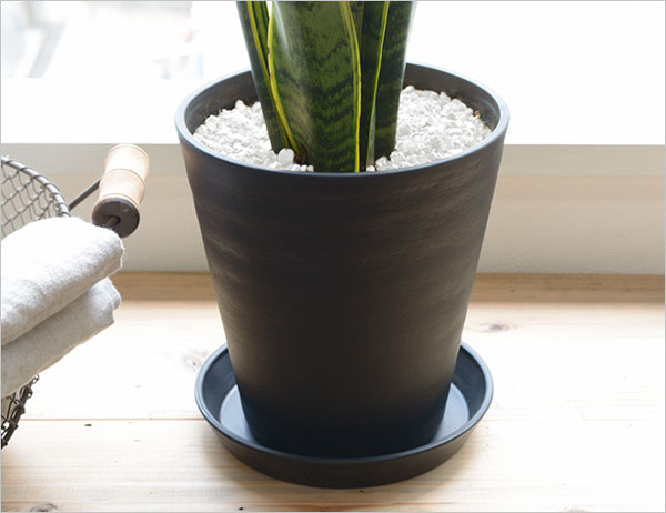 観葉植物 販売 通販 