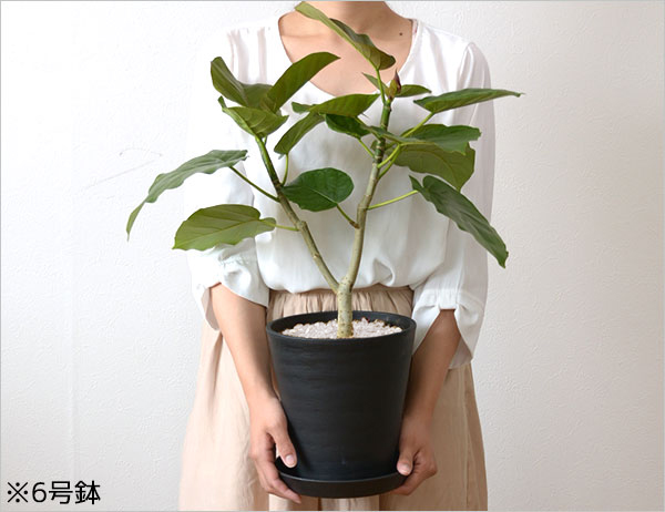 観葉植物 販売 通販 