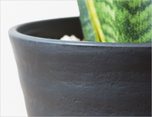 観葉植物 販売 通販 