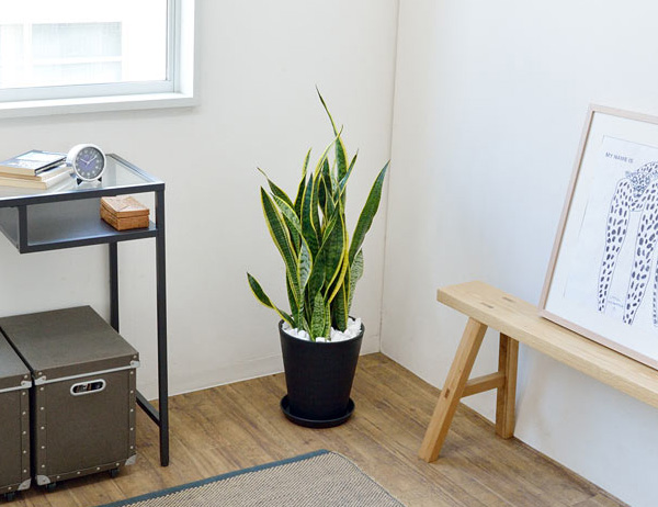 観葉植物 販売 通販 