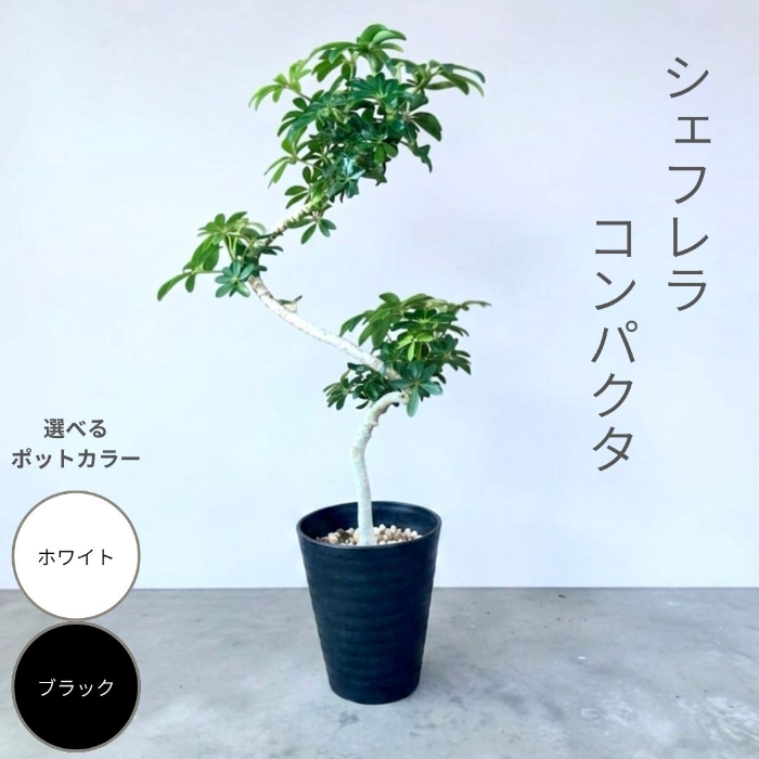シェフレラ・コンパクタ 螺旋仕立て