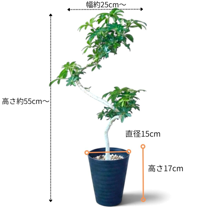 シェフレラ・コンパクタ スタイリッシュ