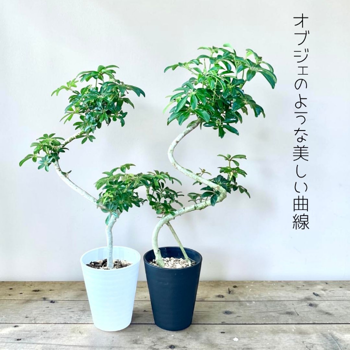 シェフレラ・コンパクタ 螺旋仕立て