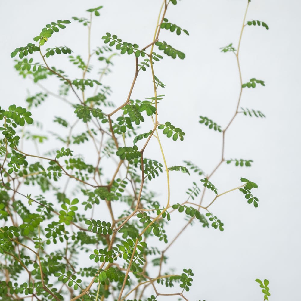 ソフォラ・リトルベイビー