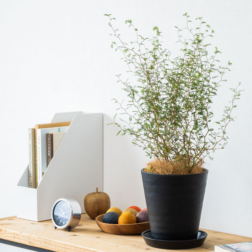 ソフォラ・リトルベイビー