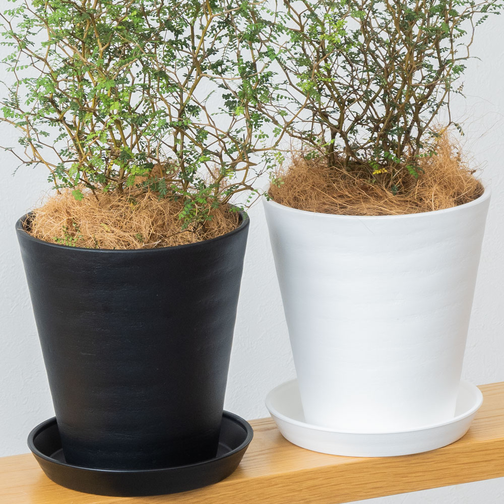 ソフォラ・リトルベイビー