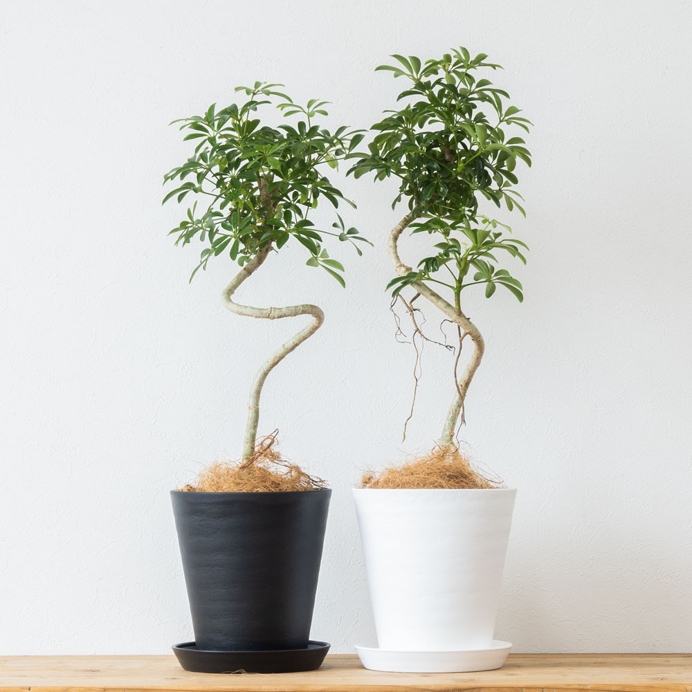 シェフレラ コンパクタ